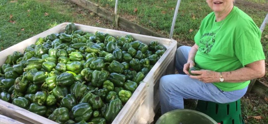 What is gleaning (and how can you get involved)?