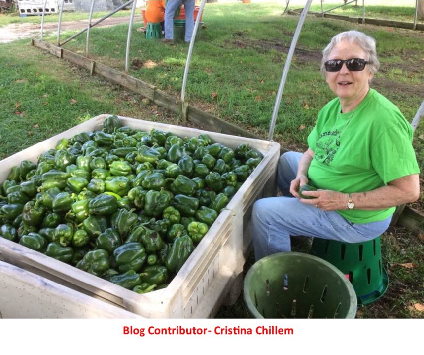 What is gleaning (and how can you get involved)?